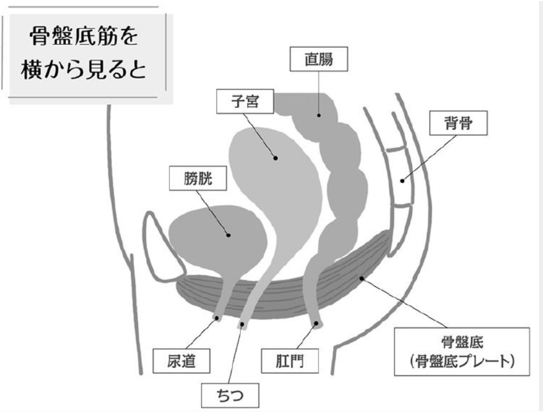 尿もれ 腹圧尿失禁 銀座 ヨガ アラフィフヨガ 更年期ヨガ